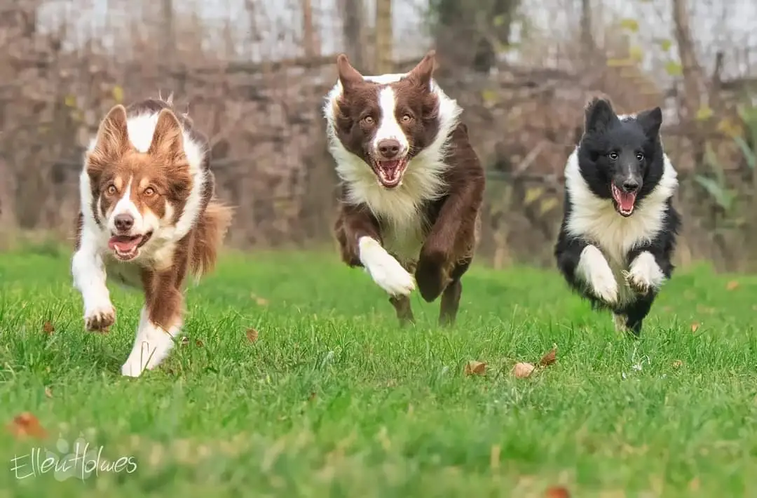 Nice Dogs ASD